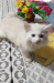 Persian Cat ...2 eyes 2 clour